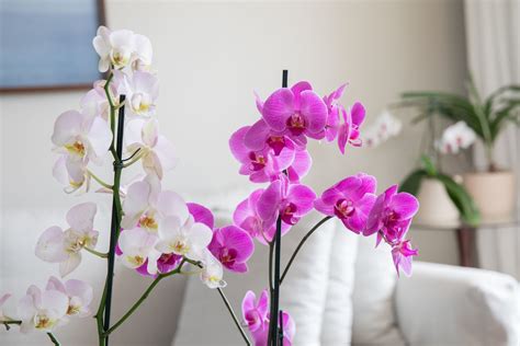 25 Types of Orchids to Use as Houseplants .